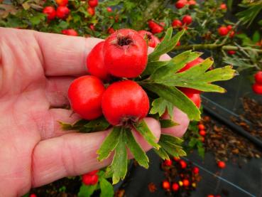 Trubbhagtorn, Crataegus monogyna