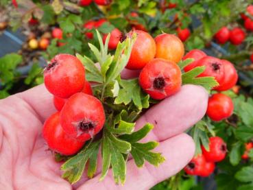 Trubbhagtorn, Crataegus monogyna