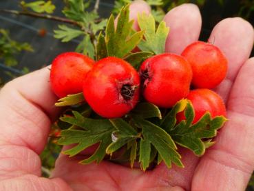 Trubbhagtorn, Crataegus monogyna