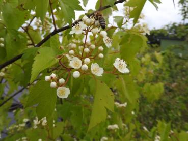 Washington hagtorn, Crataegus phaenopyrum