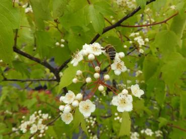 Washington hagtorn, Crataegus phaenopyrum