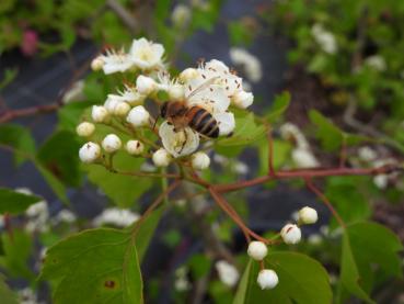 Washington hagtorn, Crataegus phaenopyrum