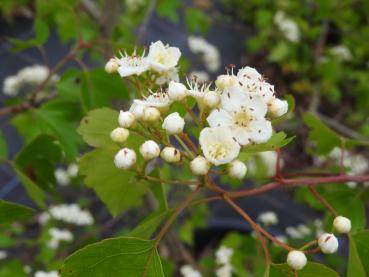 Washington hagtorn, Crataegus phaenopyrum