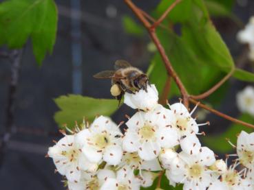 Washington hagtorn, Crataegus phaenopyrum