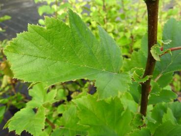 Sommerlaub des Pappeldorns