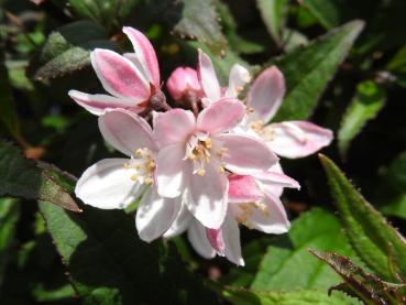 Zartrosa Blüte der Zwergdeutzie Yuki Cherry Blossom