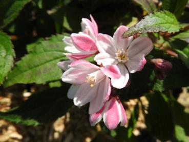 Zwergdeutzie Yuki Cherry Blossom - rosa Blüten