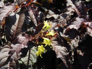 Hybrid-Getris Diva, Diervilla spendens Diva