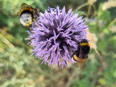 .Echinops ritro - Kugeldistel Sommerliche Blüten der Kugeldistel