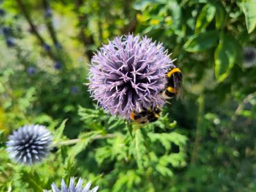 .Echinops ritro - Kugeldistel Die beginnende Blüte der Kugeldistel im Juli