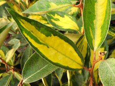 Gelbbunte, immergrüne Heckenpflanze - die Wintergrüne Ölweide Limelight