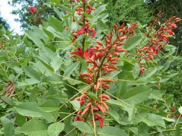 Blüten von Erythrina crista galli