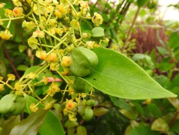 Gelbe Blüten des Gelbfruchtigen Spindelstrauchs