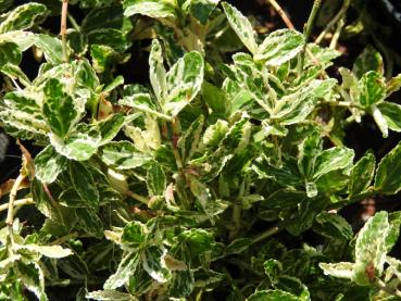 Klätterbenved Harlequin, Euonymus fortunei Harlequin