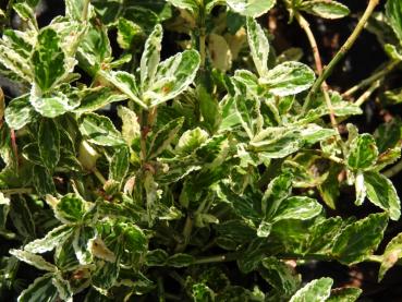 Klätterbenved Harlequin, Euonymus fortunei Harlequin