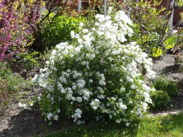 Exochorda macrantha The Bride