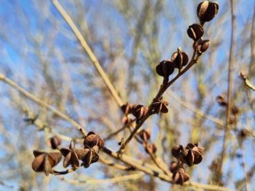 Sparrige Prunkspiere im Januar