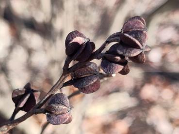 Hübsche Früchte der Sparrigen Prunkspiere im Winter