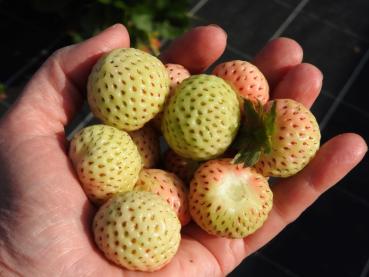 Früchte der Erdbeere Weiße Ananas