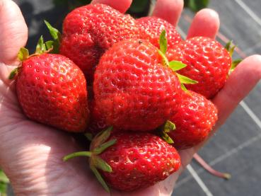 Rote Früchte der Erdbeere Korona