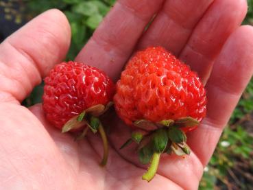 Kleine, aromatische Früchte der Erdbeere Mieze Schindler