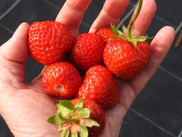 Erdbeere Senga Sengana - große, rote Früchte