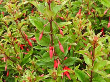 Fuchsia magellanica Riccartonii