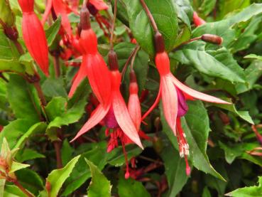 Fuchsia magellanica Riccartonii