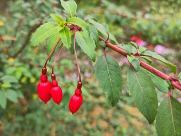 Fuchsia magellanica Riccartonii