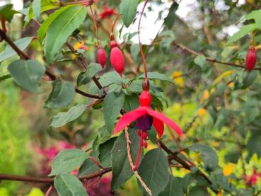 Fuchsia magellanica Riccartonii