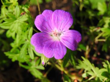 Blutstorchschnabel Tiny Monster mit rosa Blüte