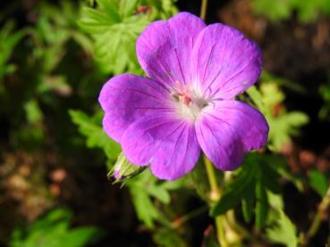 Blut-Storchschnabel Tiny Monster - .Geranium sanguineum Tiny Monster