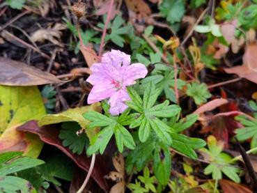 Gestreifter Blut-Storchschnabel - Nachblüte im November