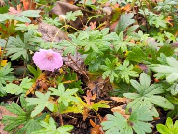 Gestreifter Blut-Storchschnabel im Herbst