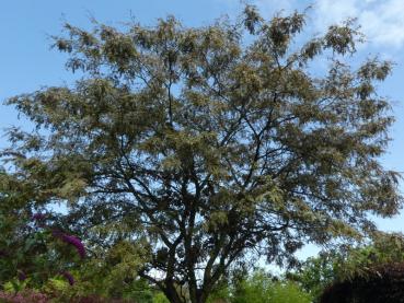 Gleditsia triacanthos Ruby Lace