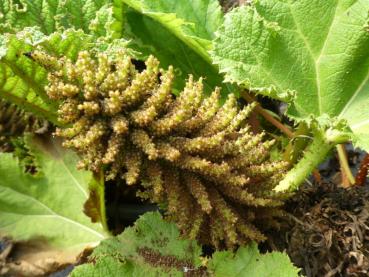 Blüte von Gunnera tinctoria