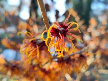 Zaubernuss Jelena mit leuchtend oranger Blüte