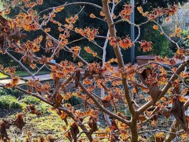 Leuchtende Blüten im Winter: Zaubernuss Jelena