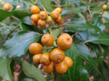 Strauchefeu Poetica Arborea - orange-gelbe Früchte