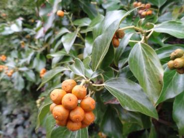 Orangefruchtender Strauchefeu Poetica Arborea