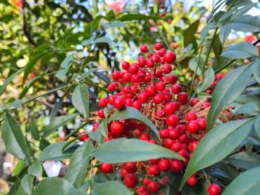 Rote Beeren des Heiligen Bambus