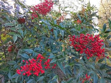 Roter Fruchtschmuck des Himmelsbambus