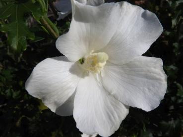 Weißblühender Hibiskus Eleonore