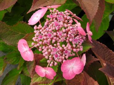 Rosablühende Tellerhortensie Cotton Candy