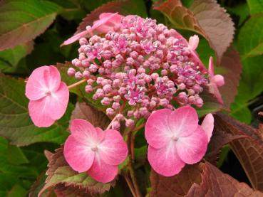 Tellerhortensie Cotton Candy - hübsche rosa Blüten