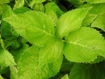 Storbladig hortensia Gerda Steininger, Trädgårdshortensia Gerda Steiniger, Hydrangea Hybride Gerda Steiniger