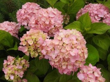 Storbladig hortensia Gerda Steininger, Trädgårdshortensia Gerda Steiniger, Hydrangea Hybride Gerda Steiniger