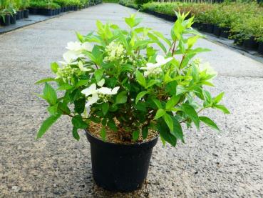 Hydrangea paniculata Confetti, Vipphortensia Confetti, Syrenhortensia Confetti