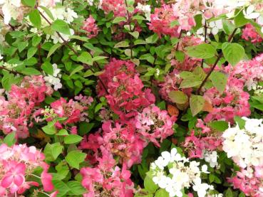 Vipphortensia Diamant Rouge, Hydrangea paniculata Diamant Rouge, Syrenhortensia Diamant Rouge