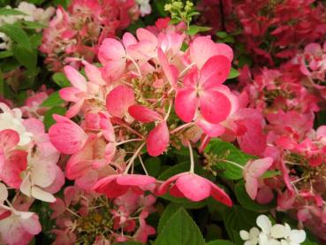 Vipphortensia Diamant Rouge, Hydrangea paniculata Diamant Rouge, Syrenhortensia Diamant Rouge